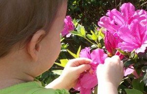 azaleas2006