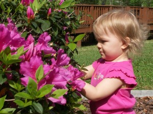 azaleas2006b