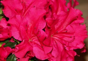 azaleas2009