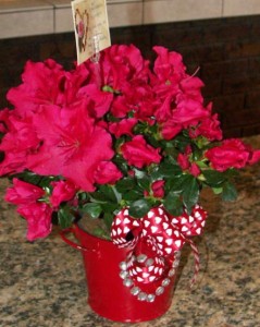 azaleas2009b
