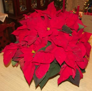 2011poinsettia