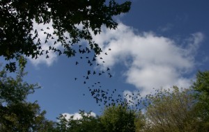 birdsflying